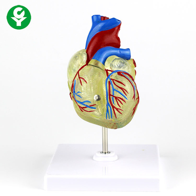 Plastique transparent de modèle médical adulte humain de coeur pour la démonstration